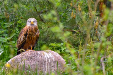 Sakallı baykuş, sakallı baykuş Karlı baykuş vahşi