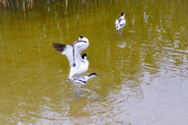 İnce gagalı Pied Avocet Su kuşu