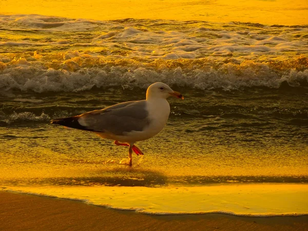 Pôr Sol Mar Báltico — Fotografia de Stock