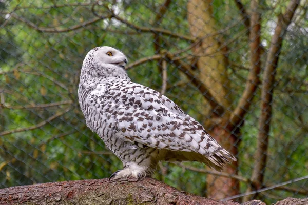 Hibou Barbu Hibou Barbu Hibou Des Neiges Dans Nature — Photo