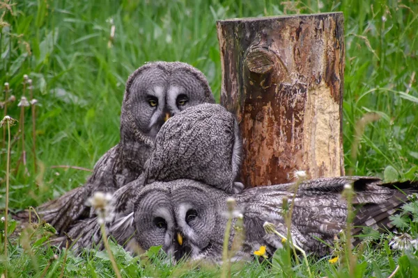 Hibou Barbu Hibou Barbu Hibou Des Neiges Dans Nature — Photo