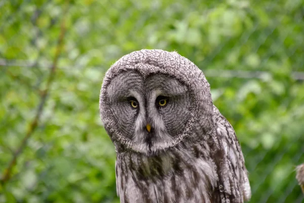 Bearded owl, bearded owl Snowy owl in the wild
