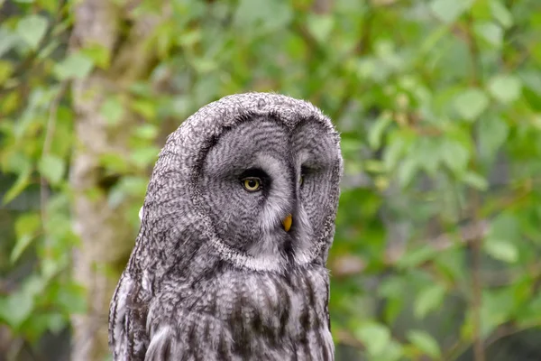 Bebaarde Owl Bebaarde Owl Sneeuwuil Het Wild — Stockfoto