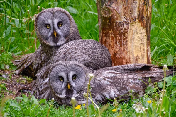 Bearded owl, bearded owl Snowy owl in the wild