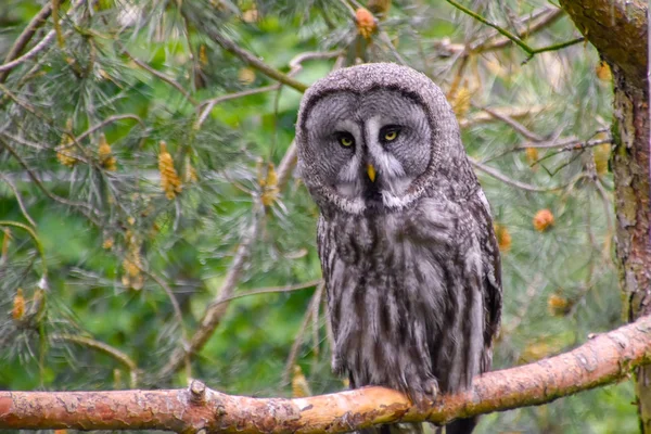 Hibou Barbu Hibou Barbu Hibou Des Neiges Dans Nature — Photo