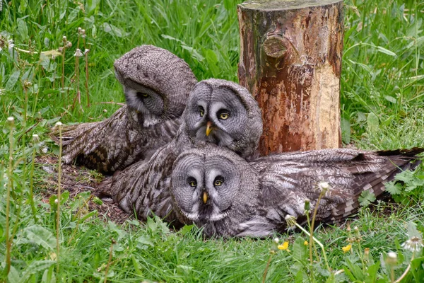 Hibou Barbu Hibou Barbu Hibou Des Neiges Dans Nature — Photo