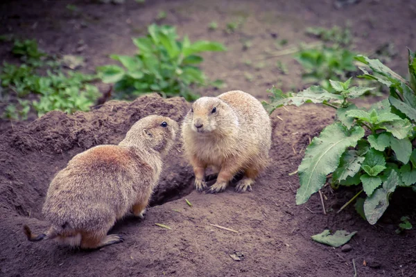 Perro Pradera Mientras Construye Una Cueva — Foto de Stock