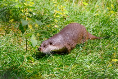 Büyük açık havada çok güzel su samuru
