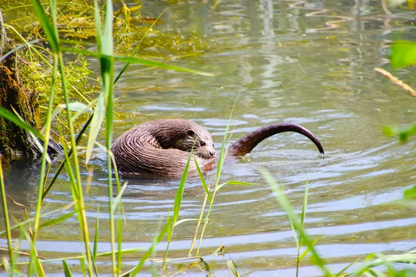 Sehr Schöner Fischotter Freier Natur — Stockfoto