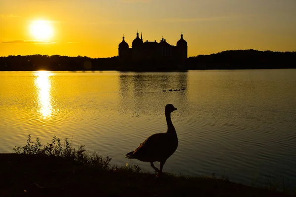 Sunset with the hunting lodge Moritzburg