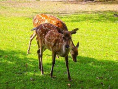 alageyik, sika, ormanda karaca