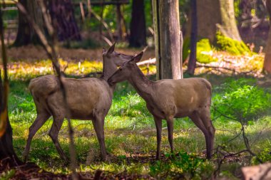 Ormanda doğada kırmızı geyik