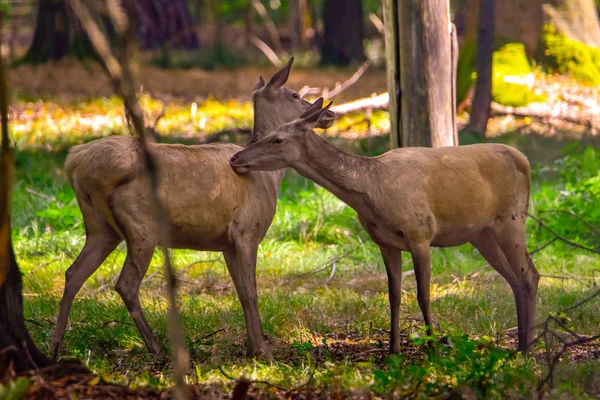 Red Deer Nature Forest — Stock Photo, Image