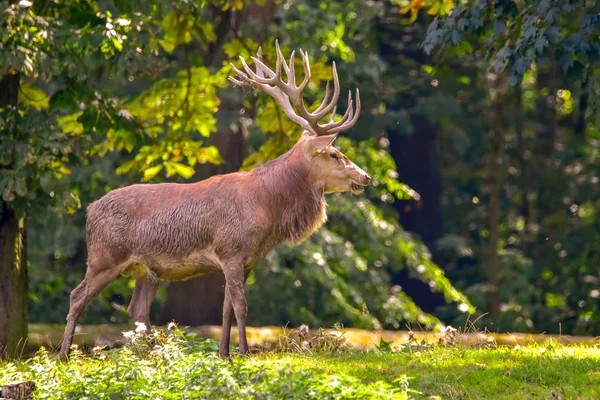 Ormanda doğada kırmızı geyik