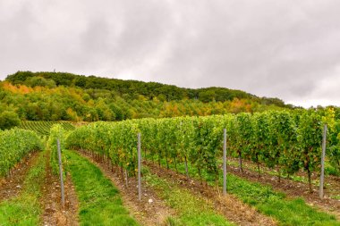 Moselle 'de Cochem ve Leiwen yakınlarında şarap manzarası