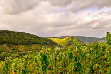 Moselle 'de Cochem ve Leiwen yakınlarında şarap manzarası
