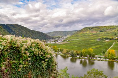 Moselle 'de Cochem ve Leiwen yakınlarında şarap manzarası