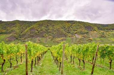 Moselle 'de Cochem ve Leiwen yakınlarında şarap manzarası
