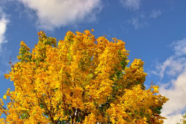 Maple Tree Colourful Autumn Leaves — Stock Photo, Image