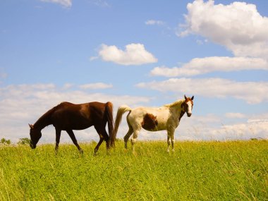 Güzel atlar otlakta, hava güzelken.