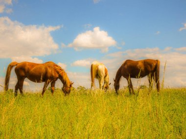Güzel atlar otlakta, hava güzelken.