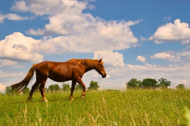 Güzel atlar otlakta, hava güzelken.