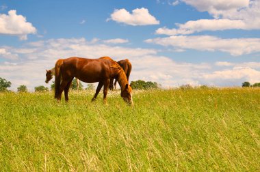 Güzel atlar otlakta, hava güzelken.