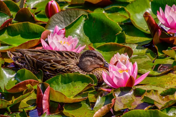 Vilda Ankor Simmar Damm Mellan Röda Näckrosor — Stockfoto