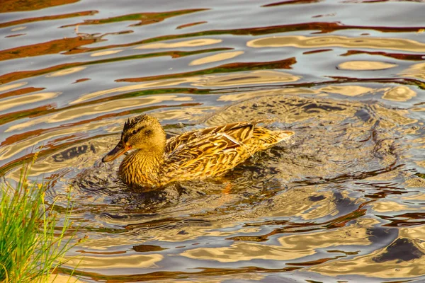 Vilda Ankor Simmar Damm Mellan Röda Näckrosor — Stockfoto