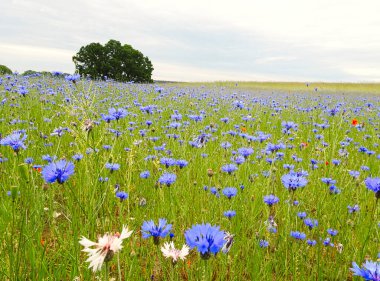 Mavi çiçekli ve kırmızı gelincikli güzel çiçek çayırı
