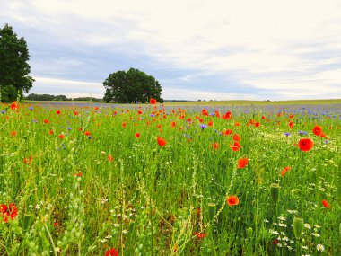 Mavi çiçekli ve kırmızı gelincikli güzel çiçek çayırı