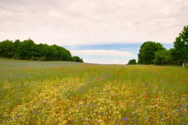 Mavi çiçekli ve kırmızı gelincikli güzel çiçek çayırı