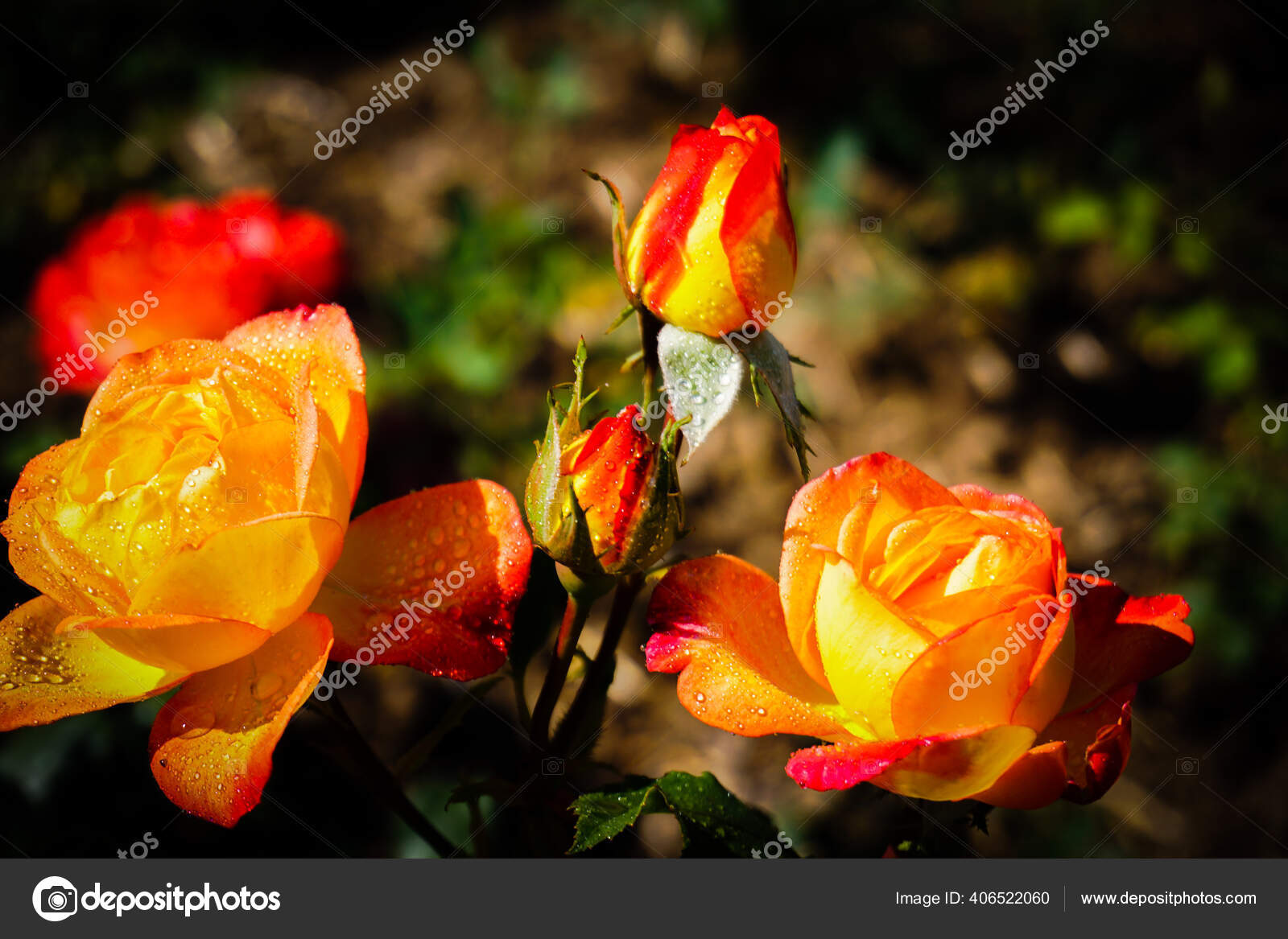 Beautiful Roses Different Colors Water Drops — Stock Photo © Schwerin  #406522060, image size:1600x1167