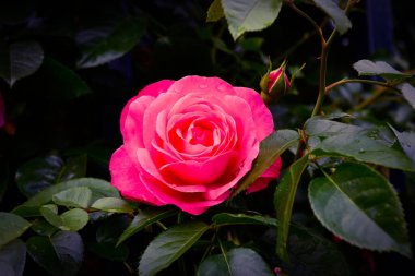 Su damlalarıyla farklı renklerde güzel güller.
