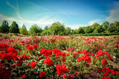 Su damlalarıyla farklı renklerde güzel güller.