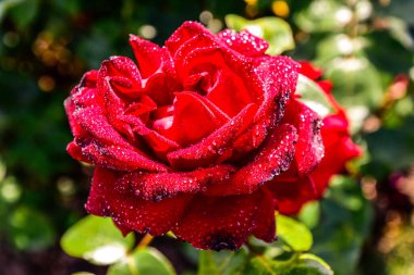 Su damlalarıyla farklı renklerde güzel güller.