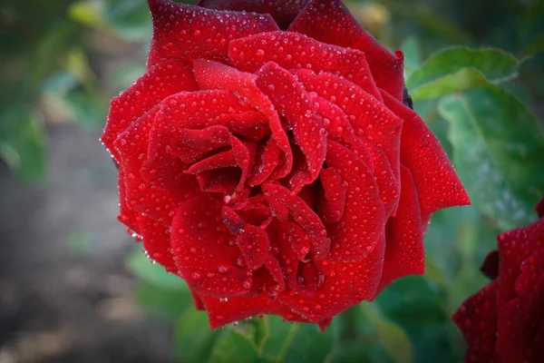 Beautiful red rose flower Stock Photos, Royalty Free Beautiful red rose ...