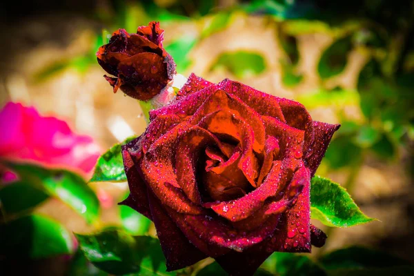 Schöne Rosen Verschiedenen Farben Mit Wassertropfen — Stockfoto