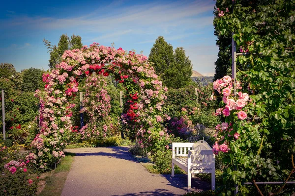 Hermosas Rosas Diferentes Colores Con Gotas Agua — Foto de Stock