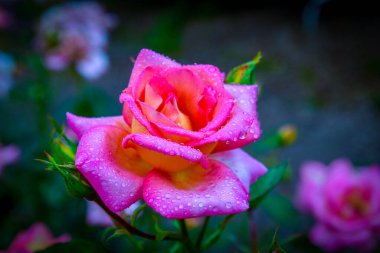 Su damlalarıyla farklı renklerde güzel güller.