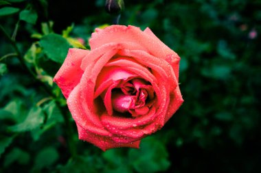 Su damlalarıyla farklı renklerde güzel güller.