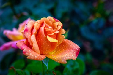 Su damlalarıyla farklı renklerde güzel güller.