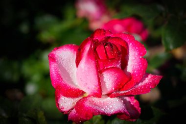 Su damlalarıyla farklı renklerde güzel güller.