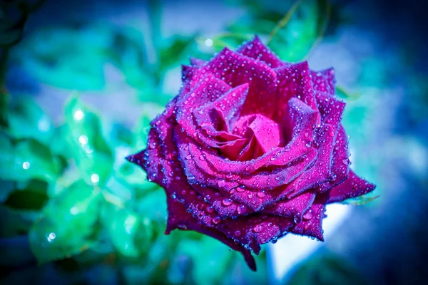 Schöne Rosen Verschiedenen Farben Mit Wassertropfen — Stockfoto