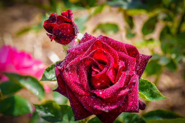 Schöne Rosen Verschiedenen Farben Mit Wassertropfen — Stockfoto