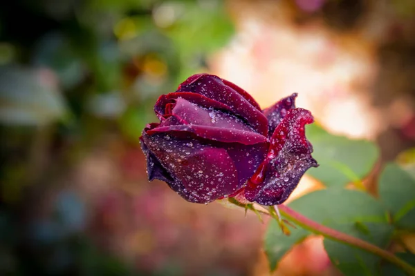 Hermosas Rosas Diferentes Colores Con Gotas Agua — Foto de Stock