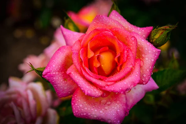 Schöne Rosen Verschiedenen Farben Mit Wassertropfen — Stockfoto