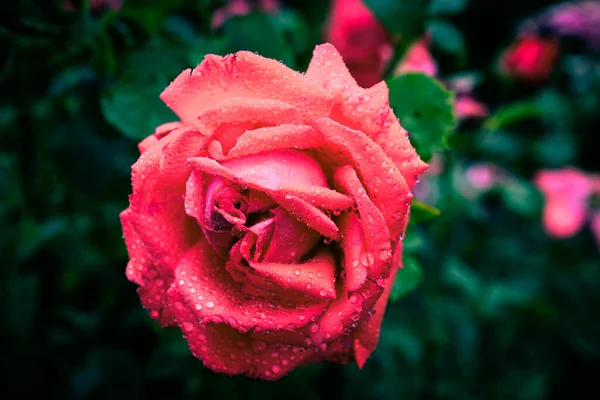 Schöne Rosen Verschiedenen Farben Mit Wassertropfen — Stockfoto