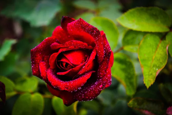 Schöne Rosen Verschiedenen Farben Mit Wassertropfen — Stockfoto