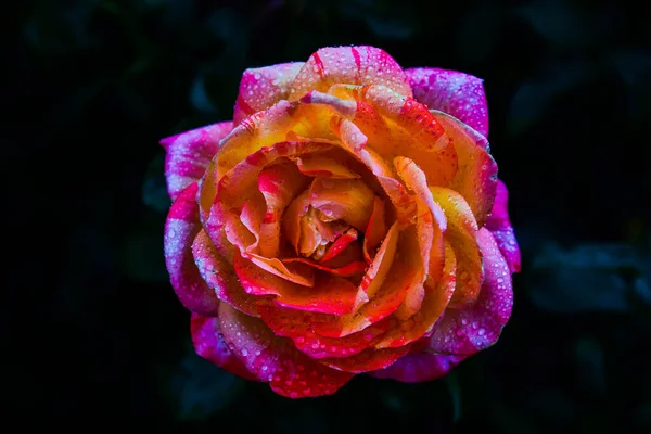 水滴と異なる色の美しいバラ — ストック写真